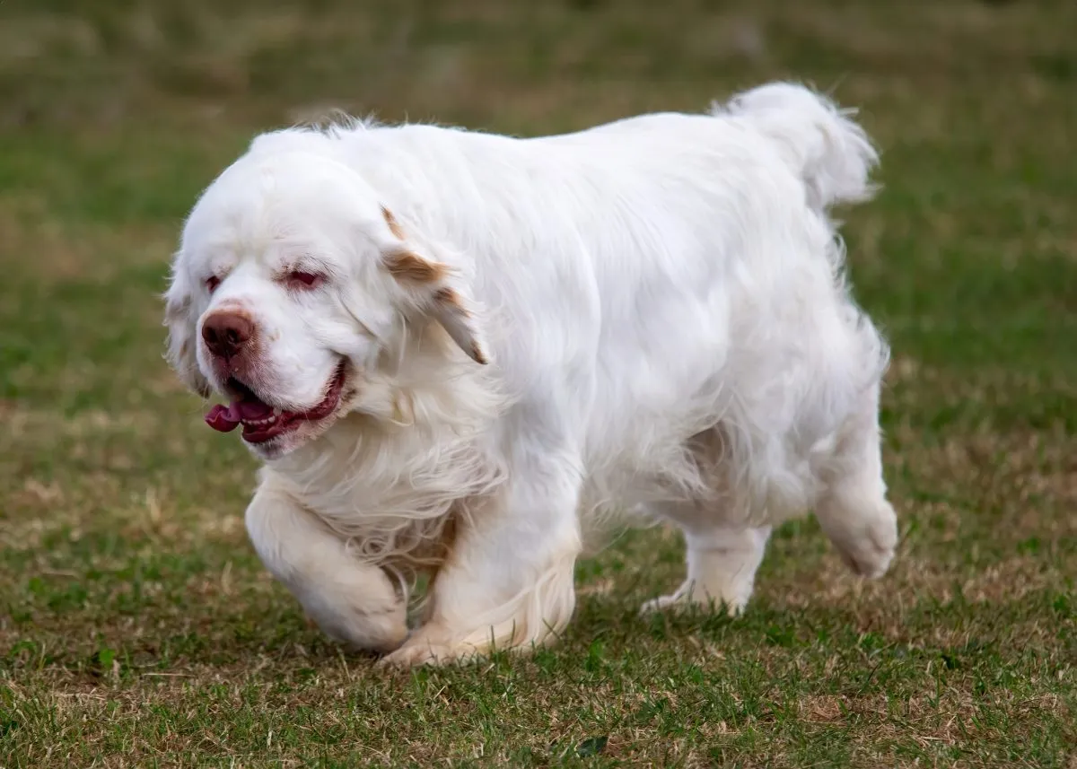 Clumber spaniel hot sale price