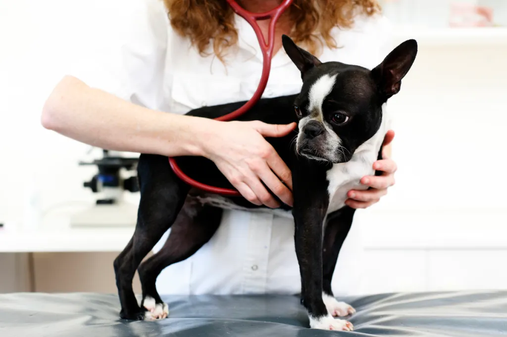 A dog being checked for signs of diffuse idiopathic skeletal hyperostosis (DISH).
