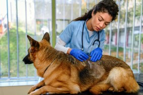 A dog's skin being examined by a vet for signs of cutaneous asthenia (also called Ehlers-Danlos syndrome).