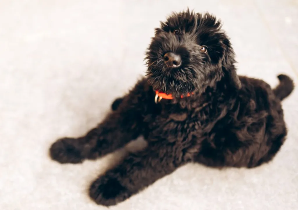 Black russian terrier puppy