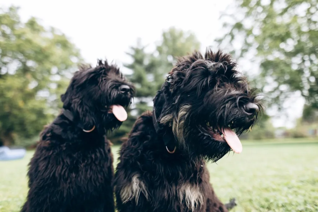 Two Black russian terrier puppies.