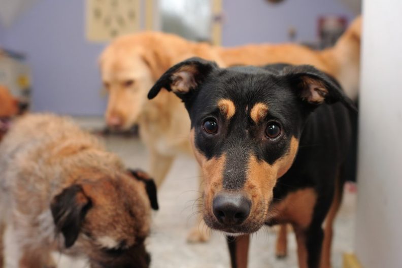 variety of dogs in animal shelter