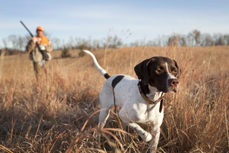 English Pointer dog hunting with man