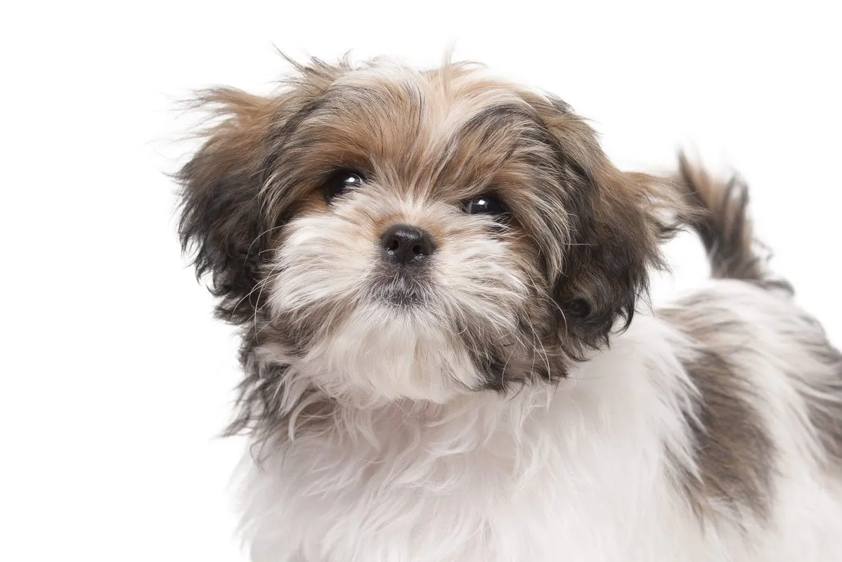 Shih tzu are they 2024 hypoallergenic