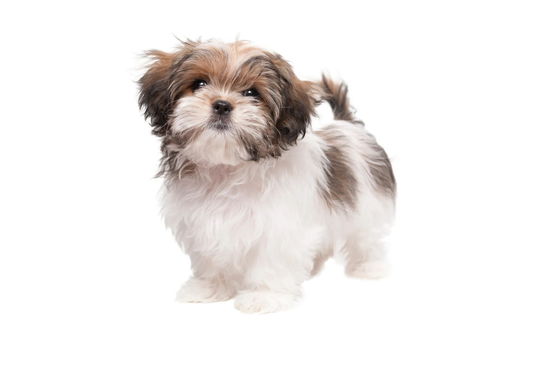 Maltese shih tzu x clearance toy poodle