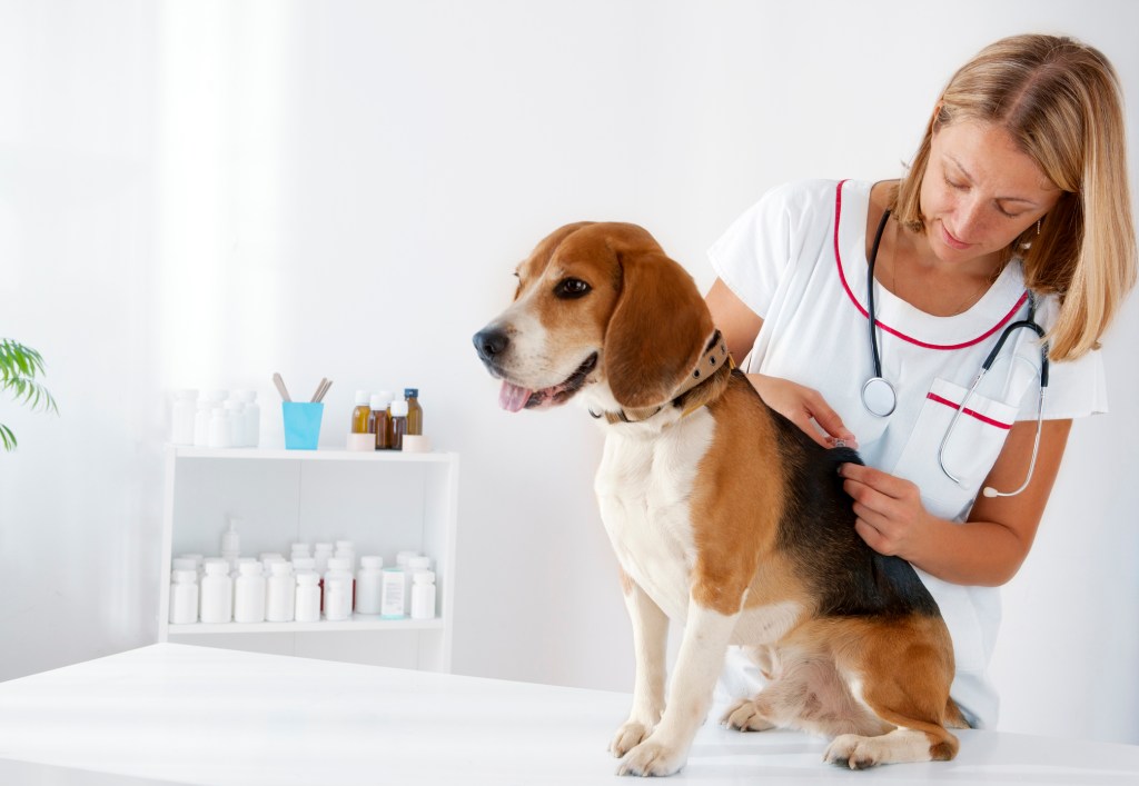 Un chien Beagle examiné pour une asthénie cutanée (également appelée syndrome d'Ehlers-Danlos).