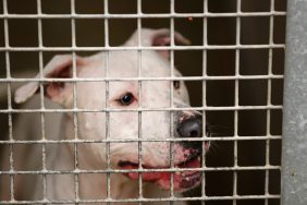 pit bull dog in cage