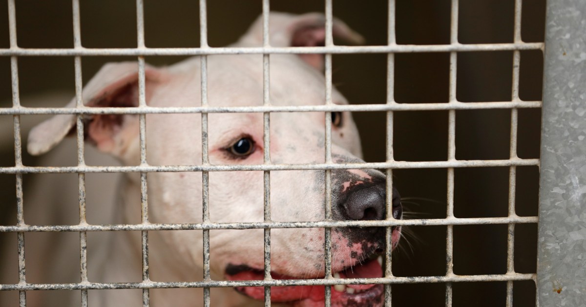 18 Dogs Seized From Dog Fighting Ring to Be Euthanized