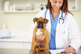 A Boxer dog being checked for signs of diffuse idiopathic skeletal hyperostosis (DISH).