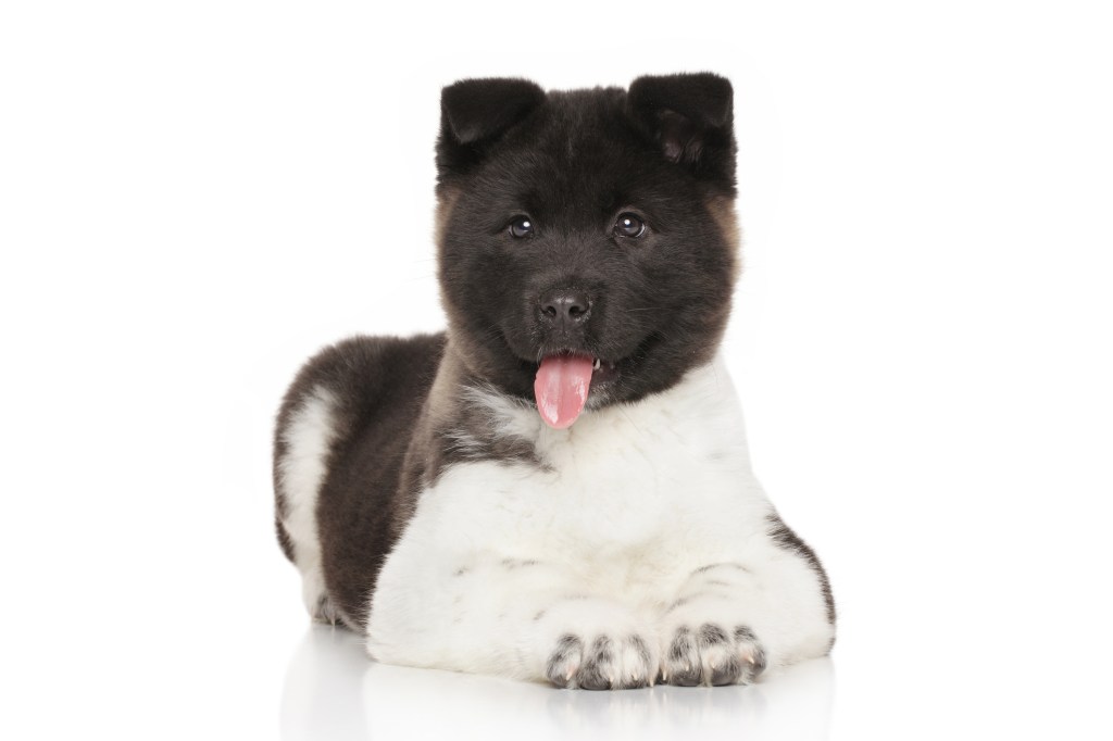 Black and white Akita puppy with tongue out.
