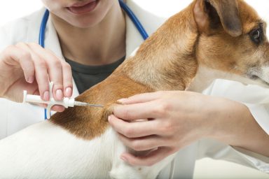 close-up of dog receiving vaccine from veterinarian