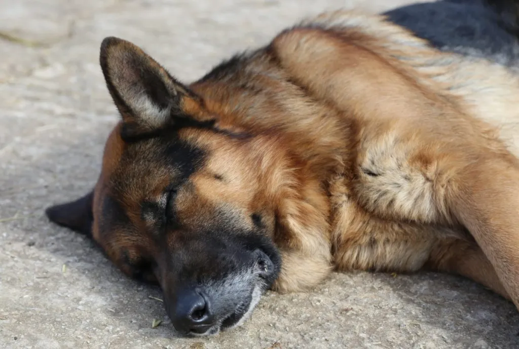 German Shepherd dog sleeping on ground