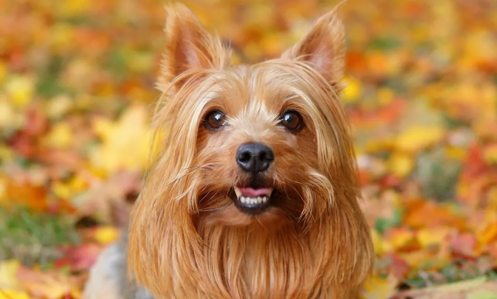 Silky terrier in Autumn