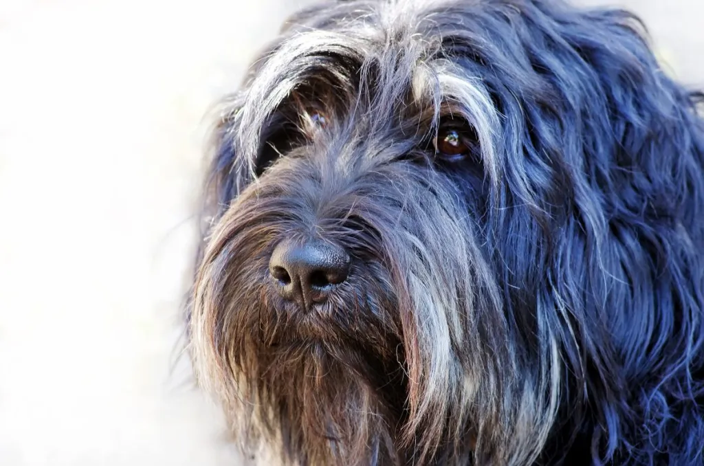 Face of portuguese sheepdog