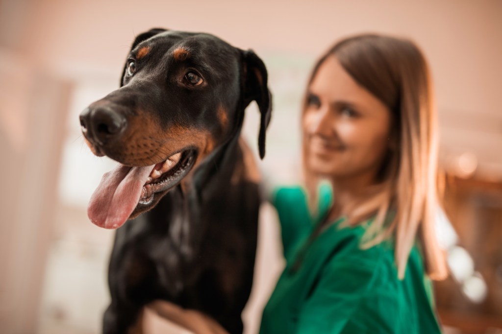 A Doberman dog about to be checked for persistent Müllerian duct syndrome (PMDS).