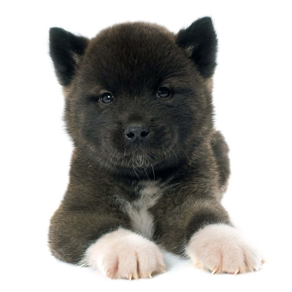 Black, fluffy Akita puppy.