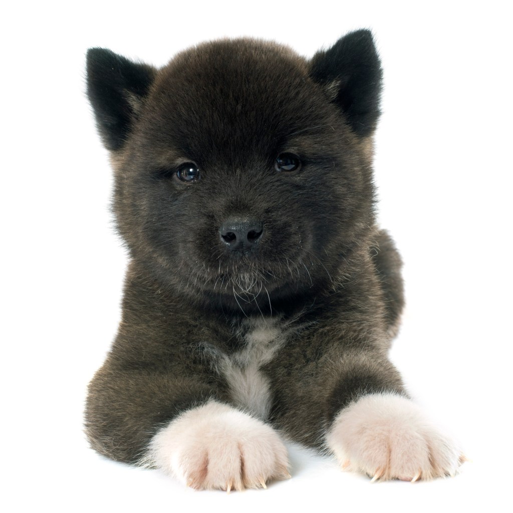 Chiot Akita noir et moelleux.