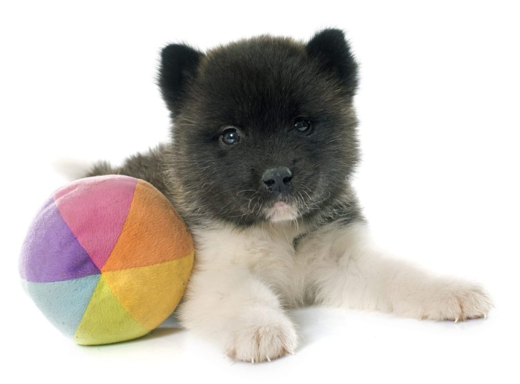 Close up of an adorable Akita Puppy.