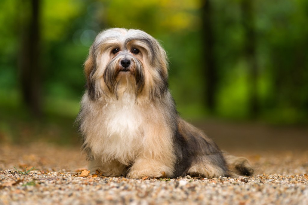 Beautiful young havanese dog sitting in woods.