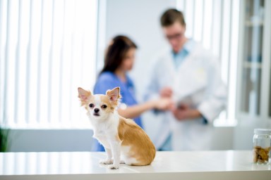 A Chihuahua being checked for cystinuria.