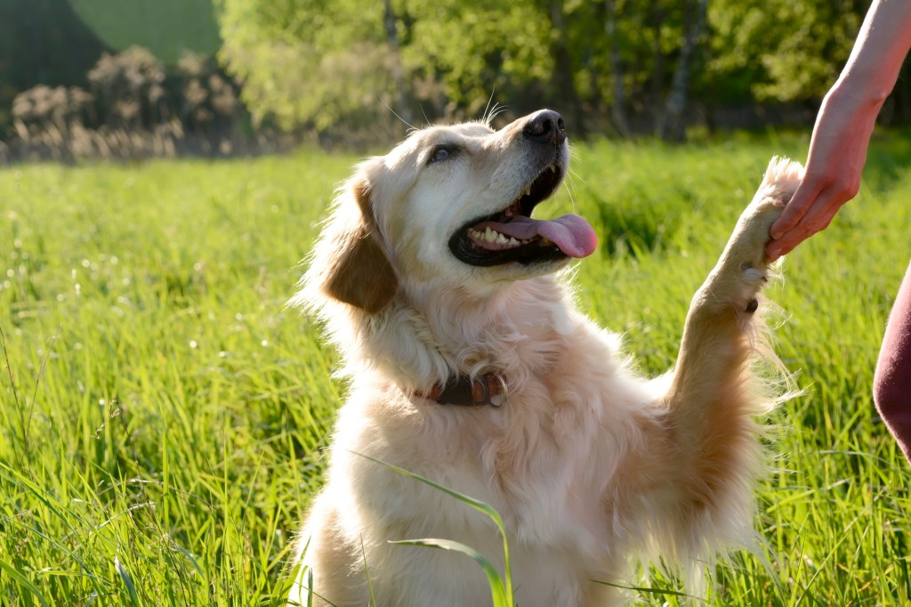 Portrait of Golden Retriever giving paw to person out of sight.
