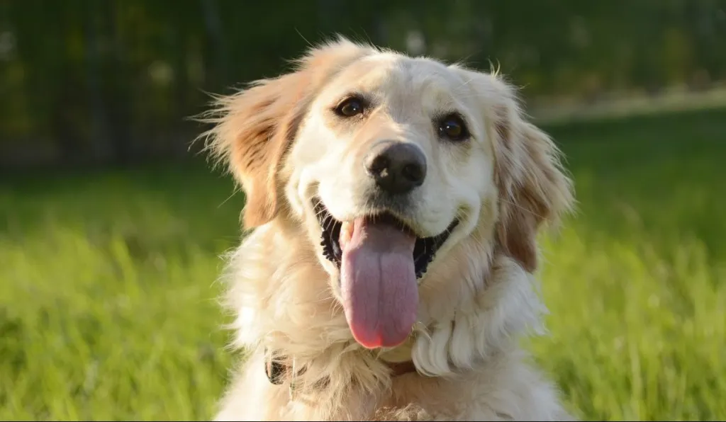 golden retriever smiling