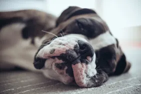 close-u of Boxer dog passed out on floor