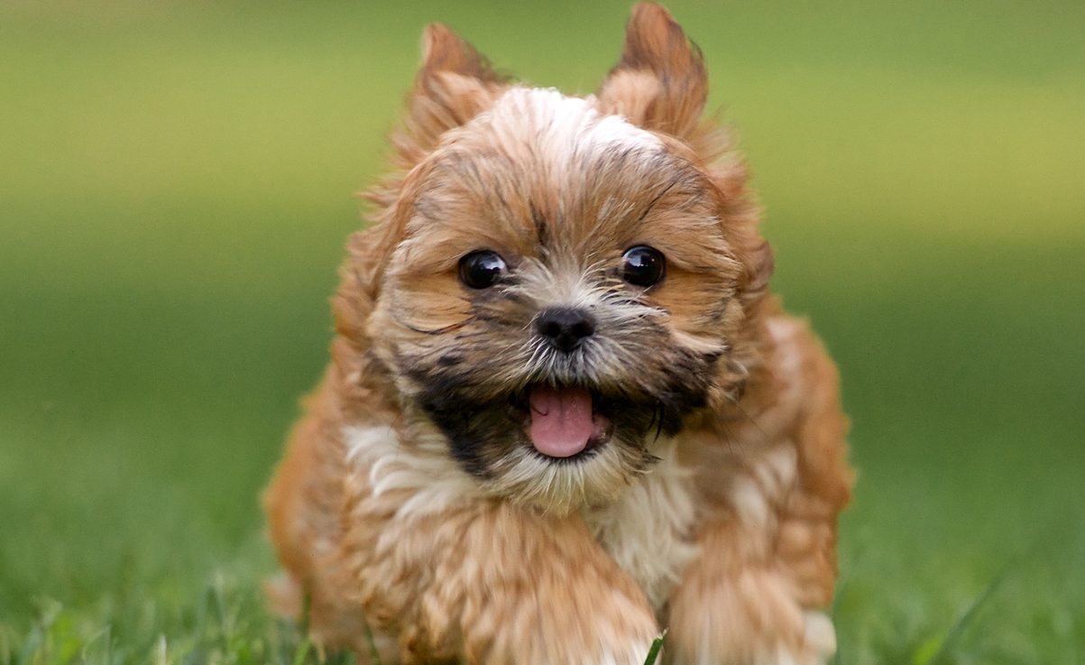 yorkshire terrier mix with shih tzu