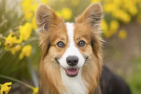 One of the cheapest dog breeds to maintain, a fluffy Corgi