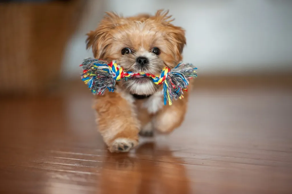 Shorkie playing
