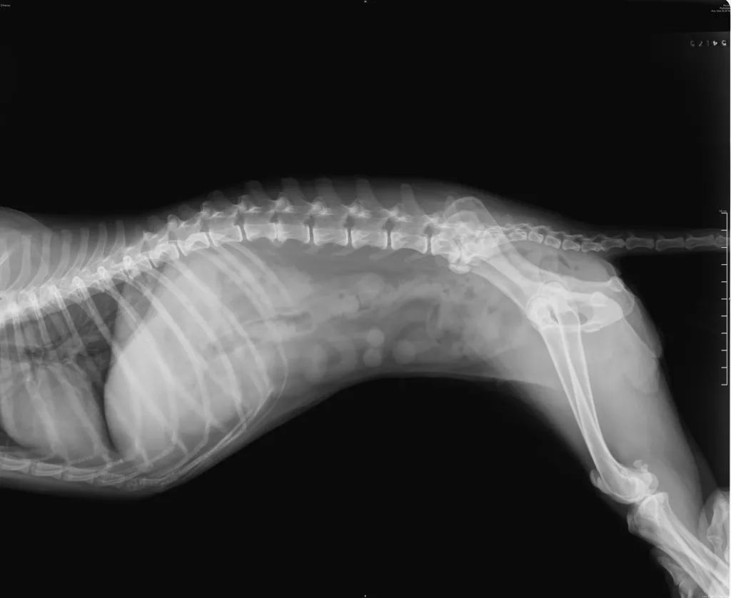 A dog undergoing an X-ray to diagnose hemivertebrae (butterfly vertebrae).