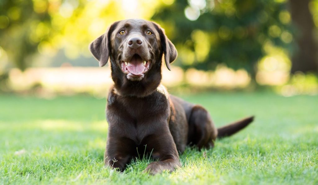 Chocolate Labrador Dog Laying on Grass Outdoors