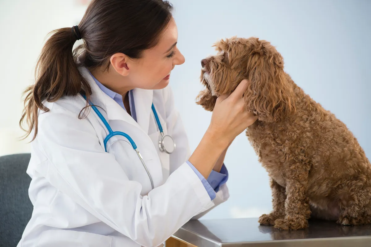 Distemper in Dogs Symptoms, Causes, & Treatments