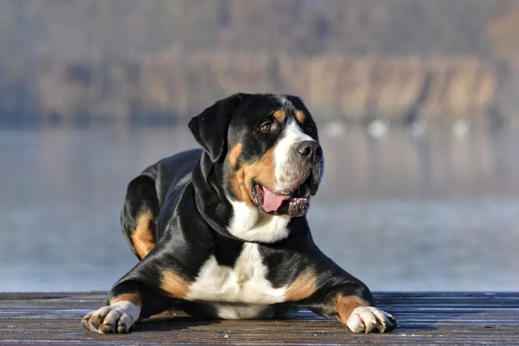 Greater mountain swiss dog on the dock