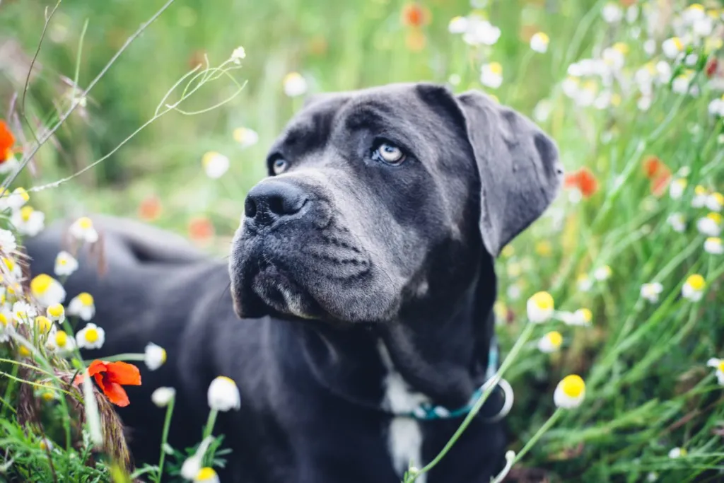 A police officer in Canton, Ohio, fatally shoots a Cane Corso dog while she is in her own yard.