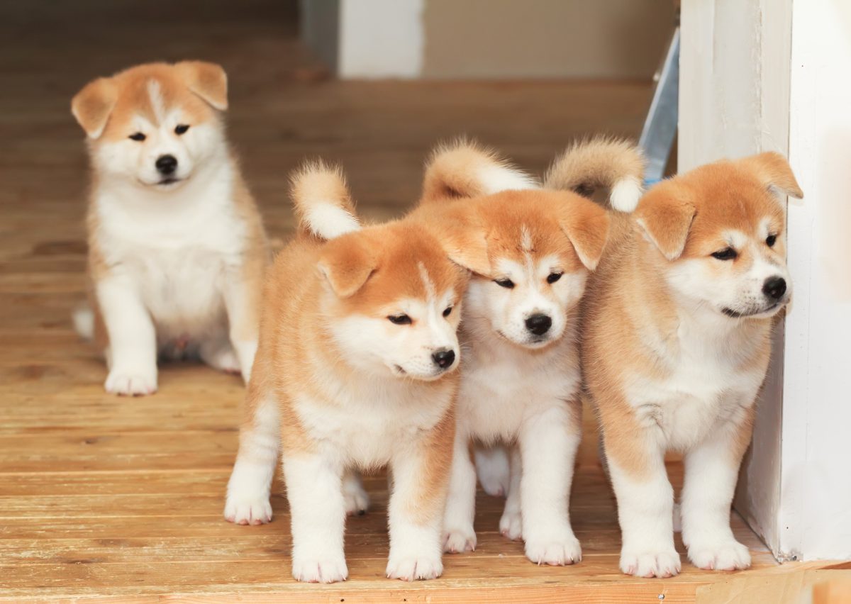 Akita inu puppies near hot sale me