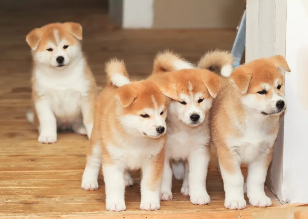 Quatre chiots Akita