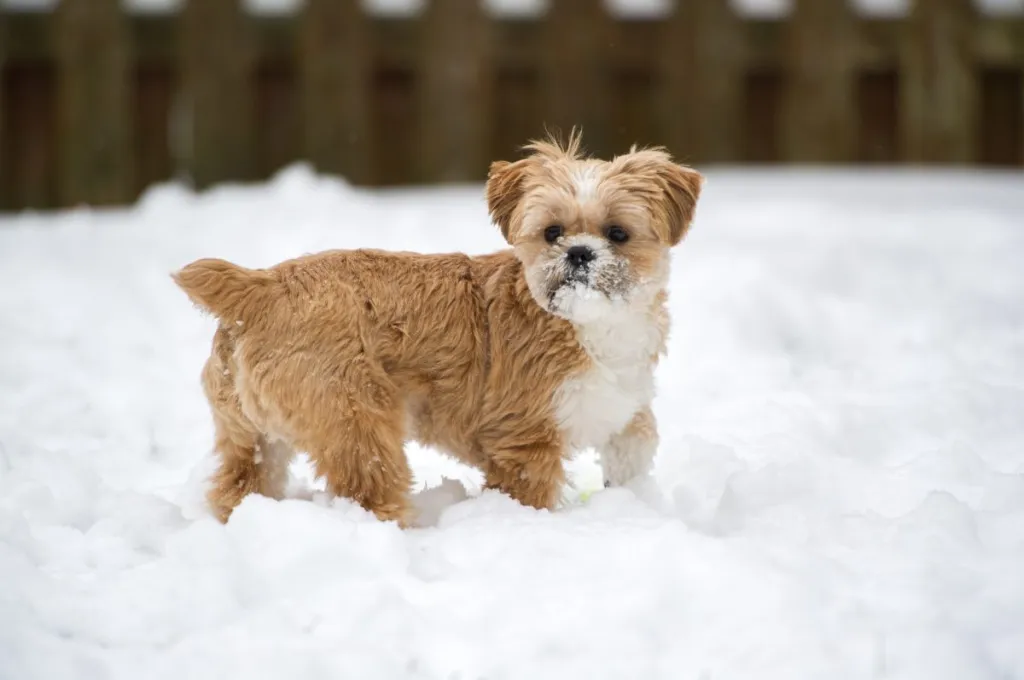 Shorkie in the snow
