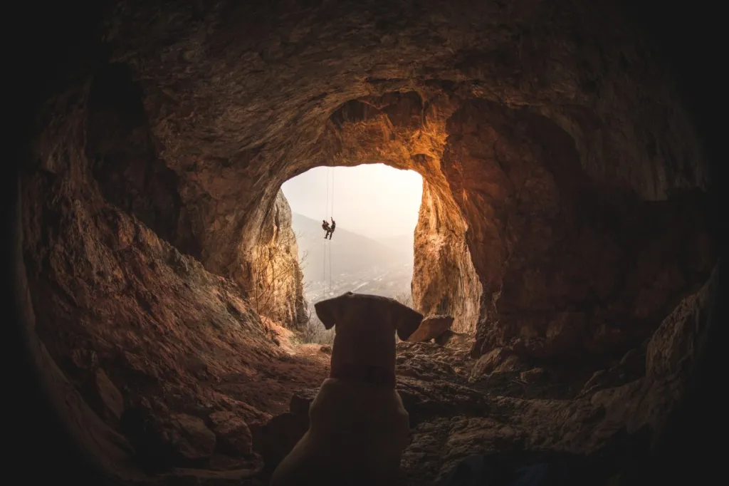 A dog was trapped in a cave for 3 days with a black bear, but was rescued in the nick of time.