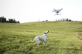 drone flying above dog in field