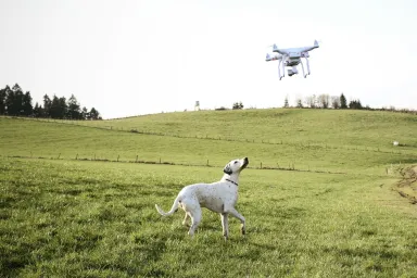 drone flying above dog in field