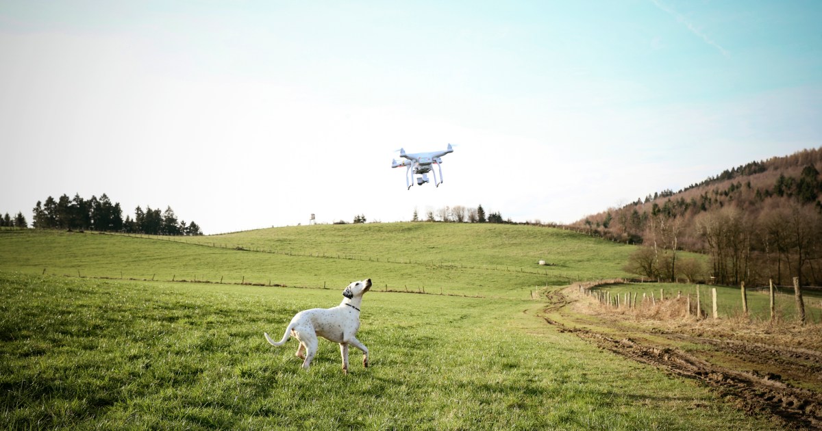 Blind Dog Missing for 3 Days Found by Drone