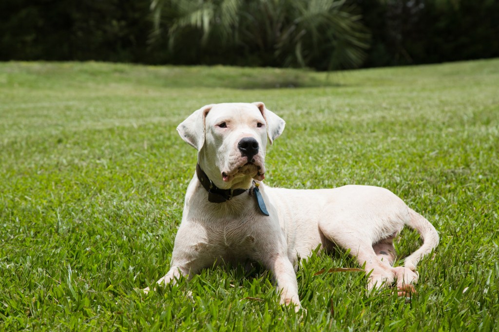 The Dogo Argentino, hailing from Argentina, has become a banned dog breed in the UK