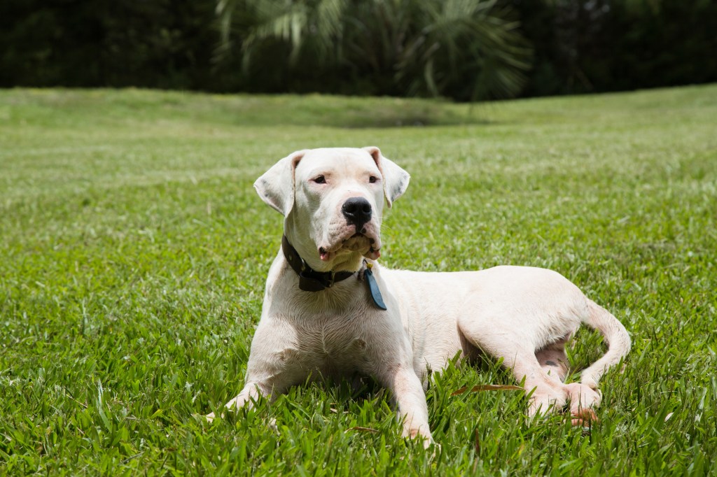 THE DOGO ARGENTINO DOG - DANGEROUS & BANNED? 