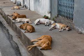 stray dogs sleeping on the street