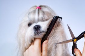 shih tzu in dog grooming session