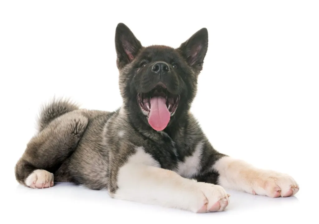 Young American Akita with white background.