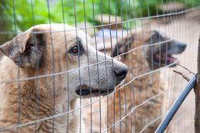 dogs behind fence at dog boarding facility
