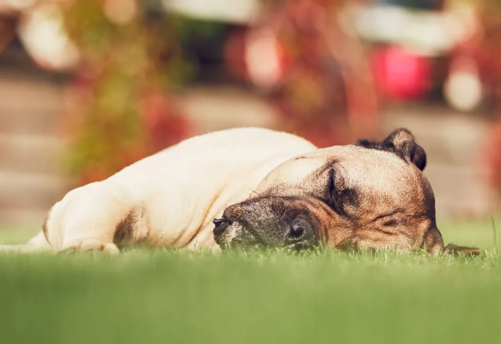 Cane Corso dog sleeping on grass in back yard