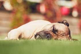 Cane Corso dog sleeping on grass in back yard